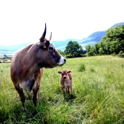 A replacer dans le contexte de l'élevage